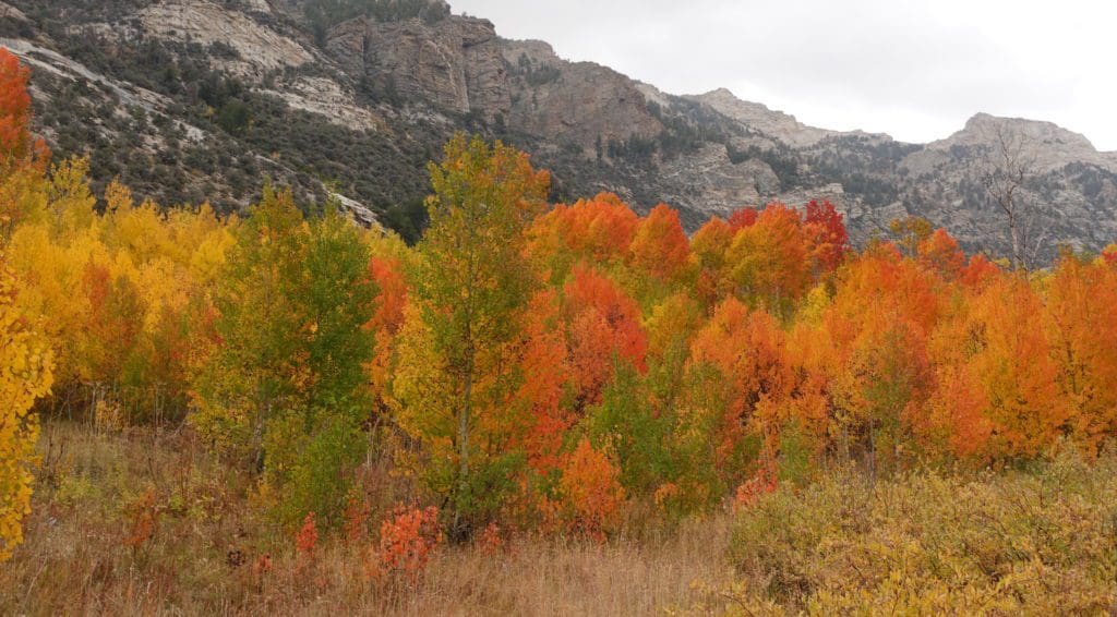 Lamoille Canyon Fall Color